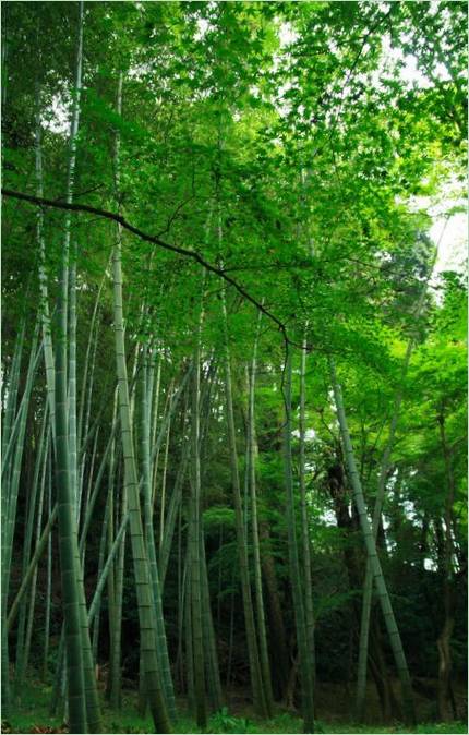 A Saiho-ji mohakert Kiotóban