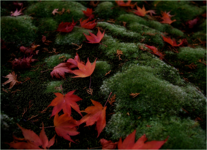 A kiotói Saiho-ji mohakertje