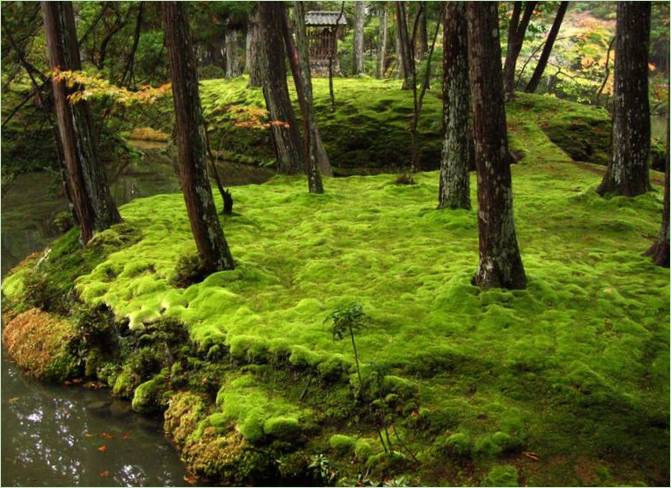 A kiotói Saiho-ji mohakertje