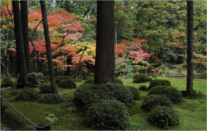 A kiotói Saiho-ji mohakertje