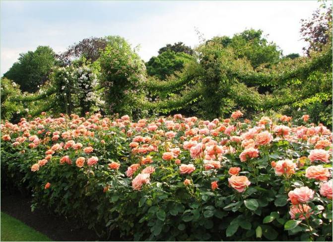 Regents Park kertépítés Londonban