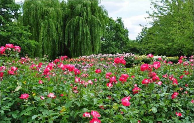 Parkosítás a londoni Regents Parkban