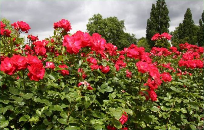 Regents Park kertépítés Londonban