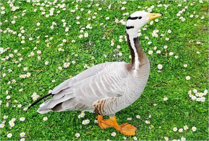 Regents Park kertépítés Londonban