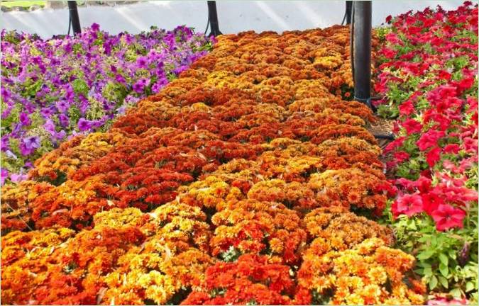 Ai Ain Paradise Gardens az Egyesült Arab Emírségekben